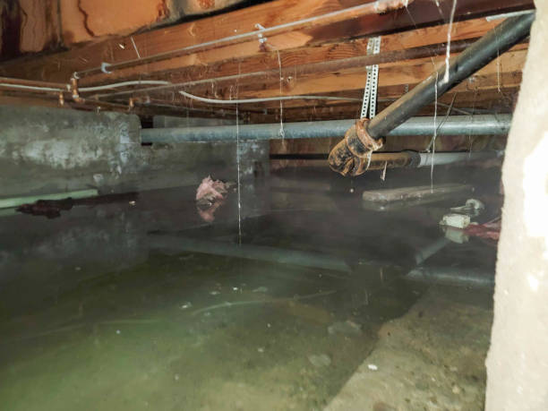 Best Professional water damage repair  in Gadsden, AL